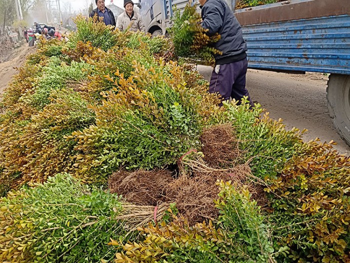 瓜子黄杨-绿化苗木-青州市全意花卉苗木种植有限公司-承揽花海设计